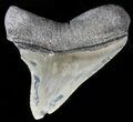 Serrated, Juvenile Megalodon Tooth #56521-1